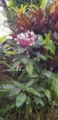 Clerodendrum quadriloculare
