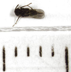 Coccidoctonus dubius