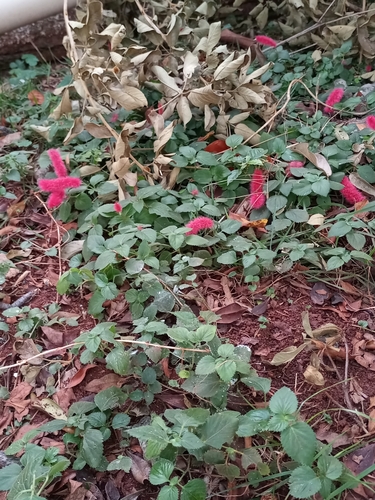 Acalypha herzogiana