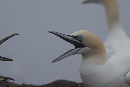 Alcatraz atlántico (Morus bassanus)