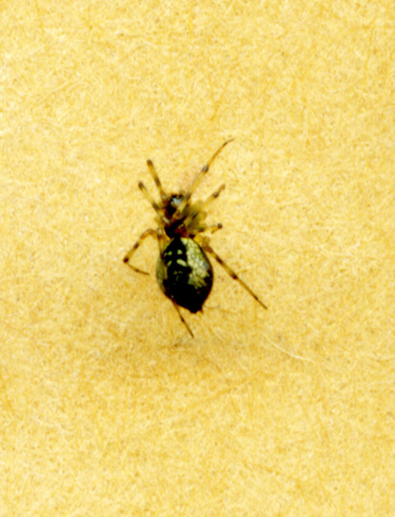 Poeciloneta fructuosa