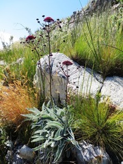 Hermas gigantea