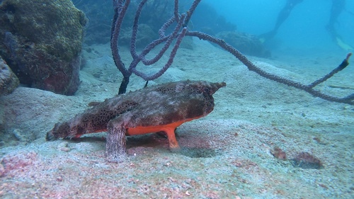 Longnose batfish (Ogcocephalus nasutus) — Ogcocephalidae — 5
