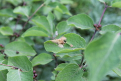Perittia obscurepunctella