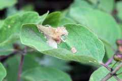 Perittia obscurepunctella