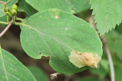 Perittia obscurepunctella