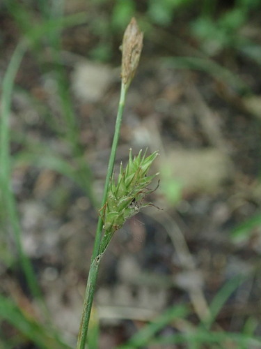 ostrica Micheliho (Carex michelii)