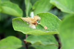 Perittia obscurepunctella