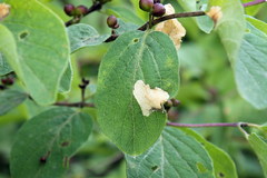 Perittia obscurepunctella