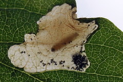 Perittia obscurepunctella