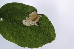 Perittia obscurepunctella