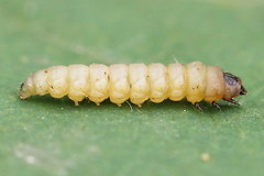 Perittia obscurepunctella