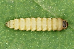 Perittia obscurepunctella