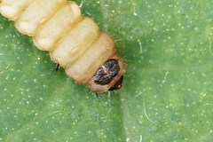 Perittia obscurepunctella
