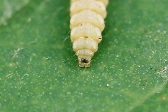 Perittia obscurepunctella