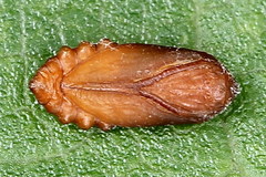 Perittia obscurepunctella
