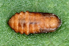 Perittia obscurepunctella