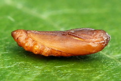 Perittia obscurepunctella