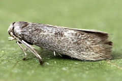 Perittia obscurepunctella
