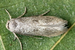 Perittia obscurepunctella