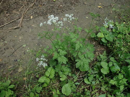 krkoška mámivá (Chaerophyllum temulum)