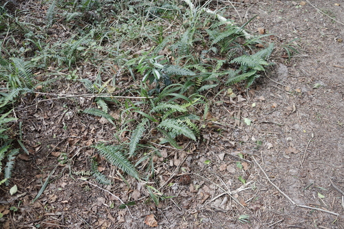 Image of Blechnum australe by (c) Tony Rebelo, some rights reserved (CC BY-SA)