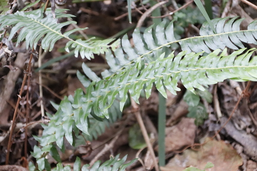 Image of Blechnum australe by (c) Tony Rebelo, some rights reserved (CC BY-SA)
