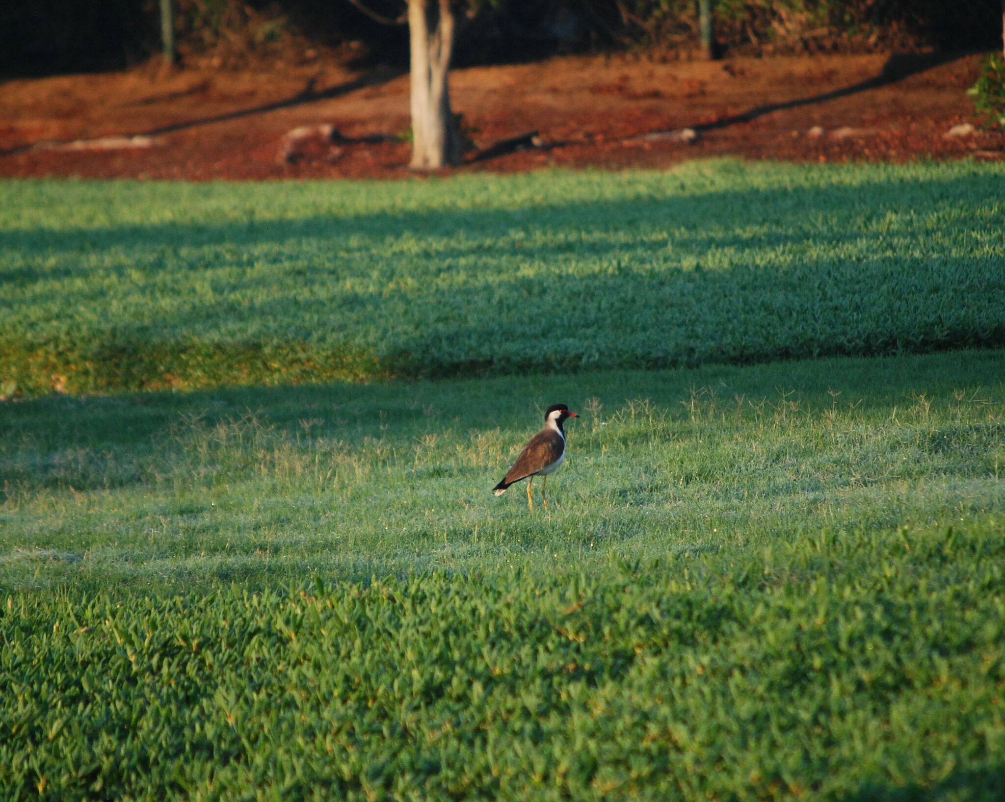 Red-wattled Lapwing