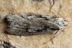 Semioscopis avellanella