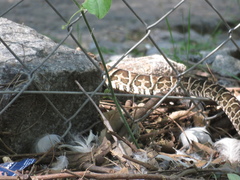 Bothrops alternatus