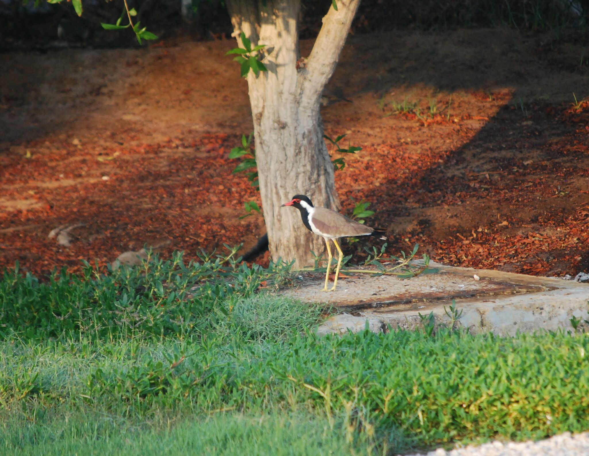 Red-wattled Lapwing