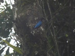 Hylopsar purpureiceps