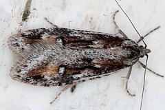Semioscopis oculella