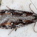 Semioscopis oculella - Photo (c) Andrey Ponomarev, μερικά δικαιώματα διατηρούνται (CC BY-NC), uploaded by Andrey Ponomarev