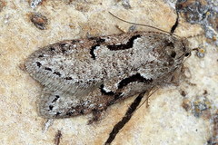 Semioscopis steinkellneriana