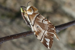 Endromis versicolora