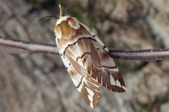 Endromis versicolora