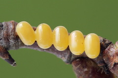 Endromis versicolora