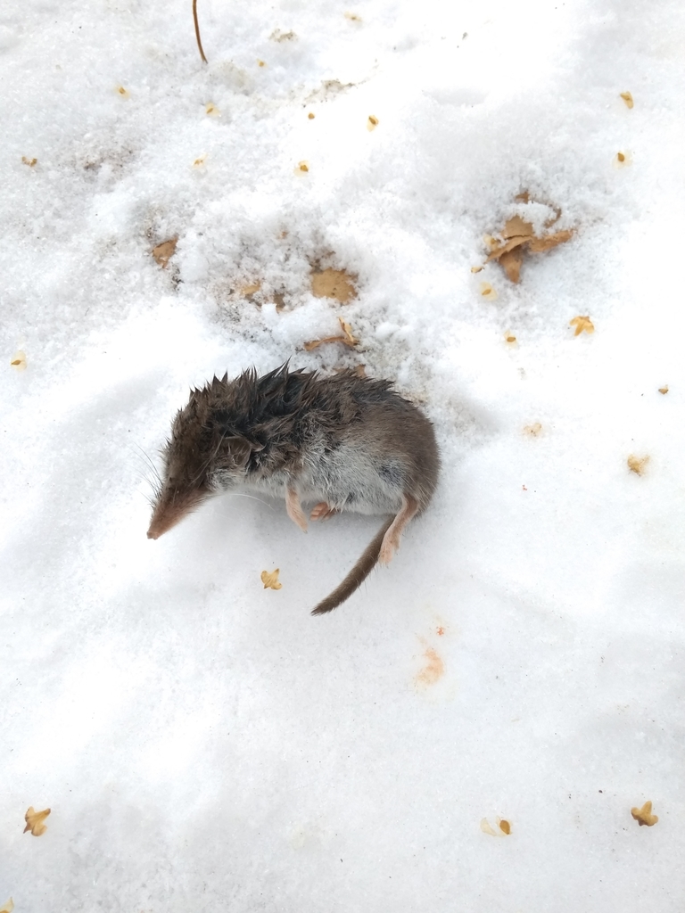 Lesser White-toothed Shrew
