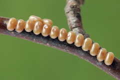 Endromis versicolora