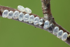 Endromis versicolora