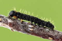 Endromis versicolora