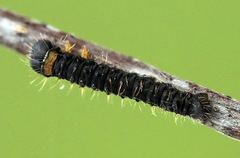 Endromis versicolora