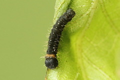 Endromis versicolora