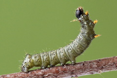 Endromis versicolora