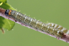 Endromis versicolora