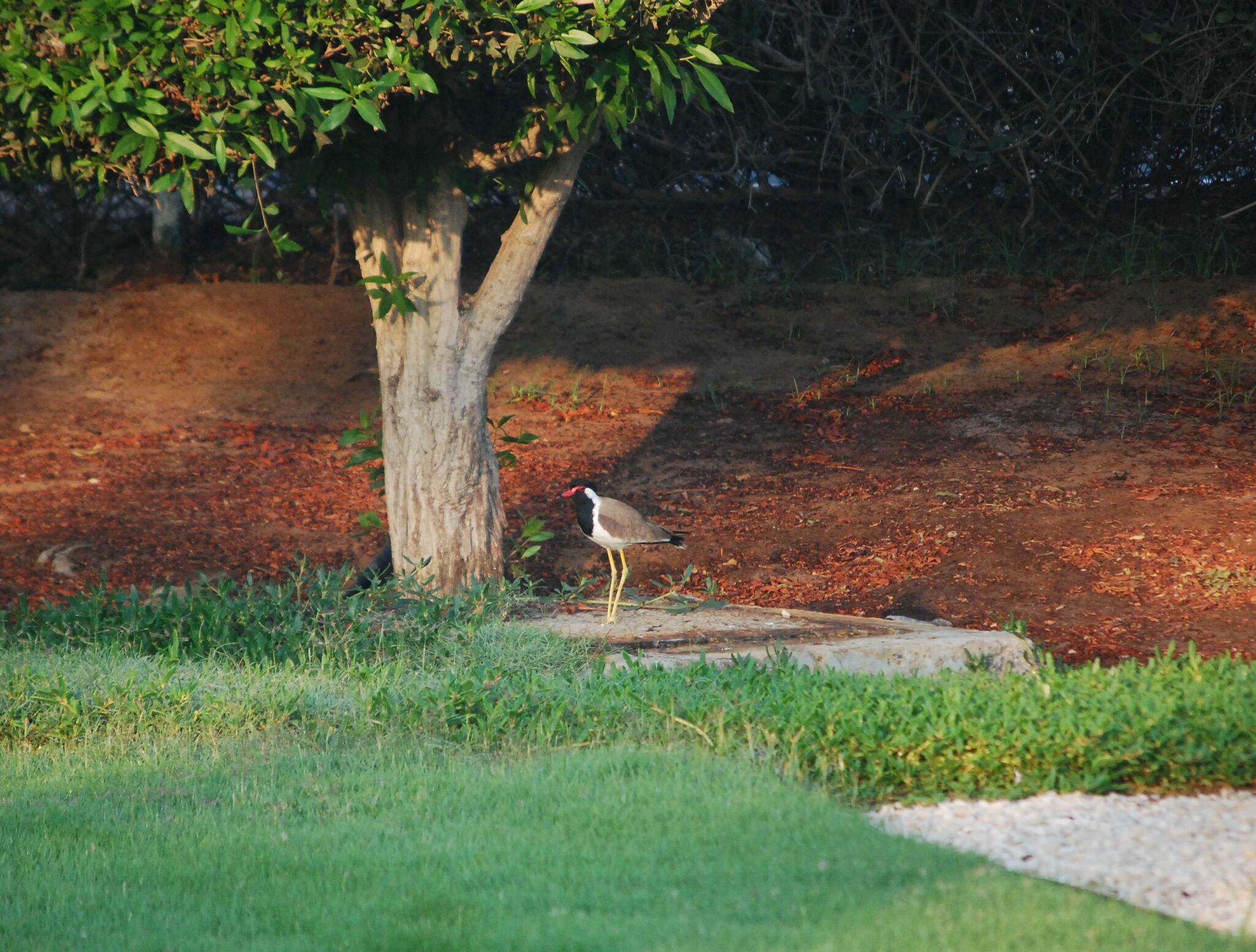 Red-wattled Lapwing