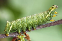Endromis versicolora