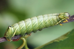 Endromis versicolora