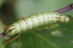 Endromis versicolora